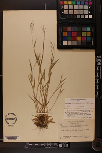 Dichanthelium acuminatum subsp. columbianum image