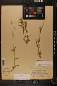 Dichanthelium acuminatum subsp. columbianum image