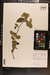 Crataegus meridionalis image