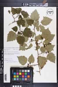 Crataegus schuettei image