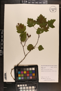 Crataegus pruinosa image