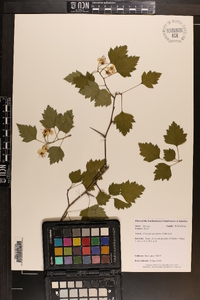 Crataegus pruinosa image