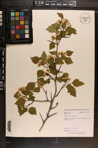 Crataegus pruinosa image