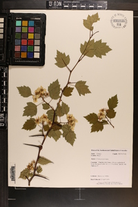 Crataegus pruinosa image