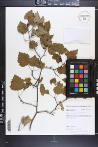 Crataegus pruinosa image