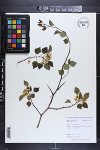 Crataegus iracunda image