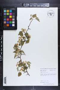 Crataegus iracunda image