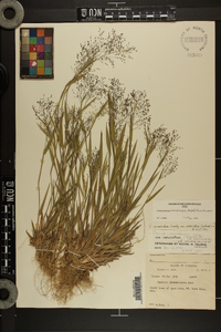 Dichanthelium meridionale image