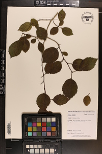 Crataegus triflora image