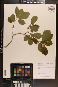 Crataegus triflora image