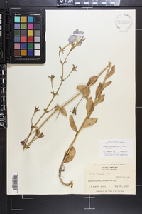 Petunia × atkinsiana image