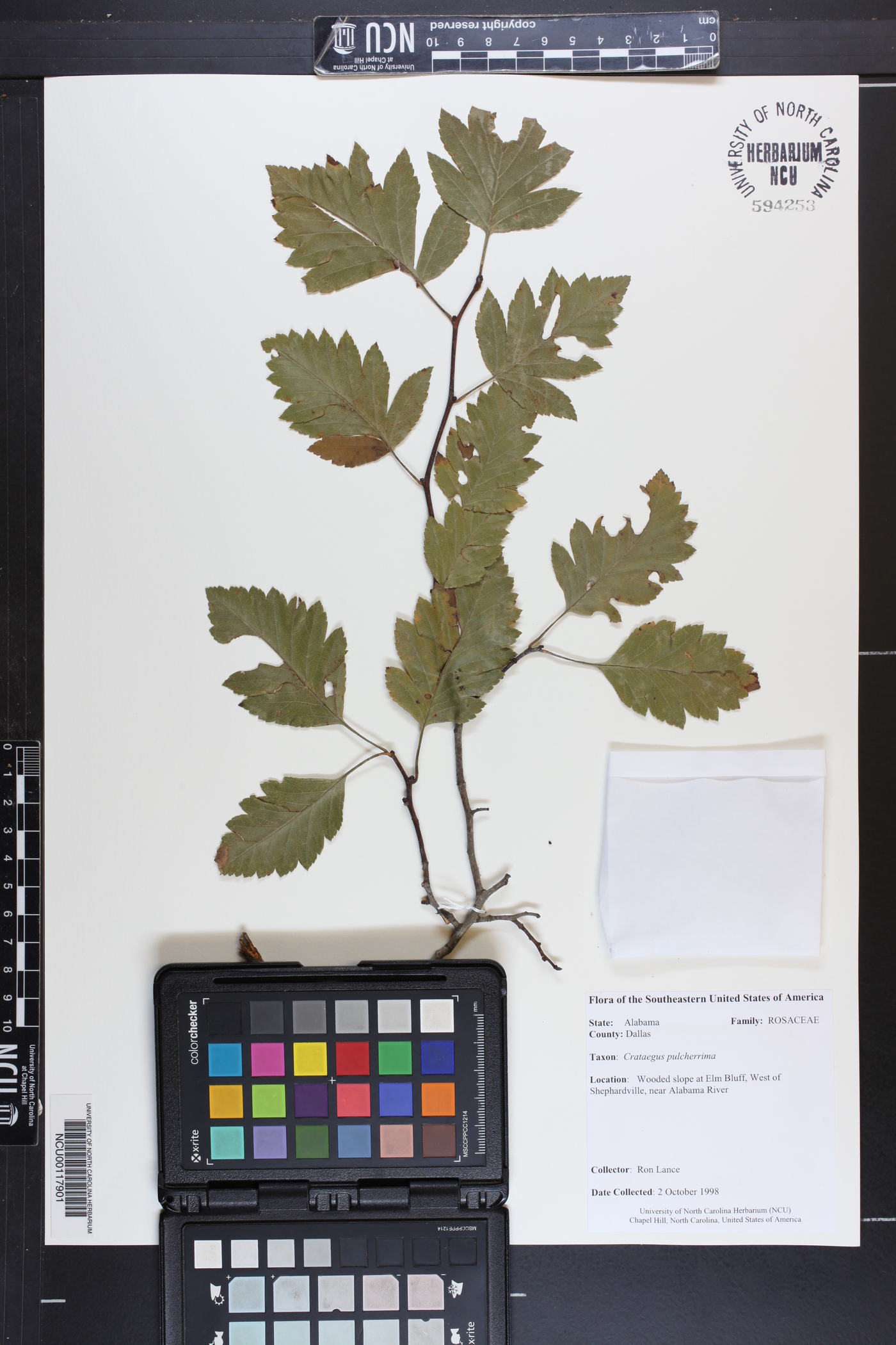 Crataegus pulcherrima image