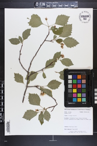 Crataegus sargentii image