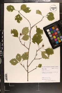 Crataegus intricata image