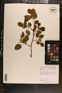 Crataegus intricata image