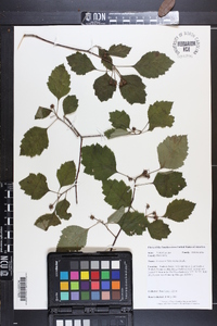 Crataegus biltmoreana image