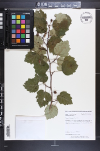 Crataegus boyntonii image