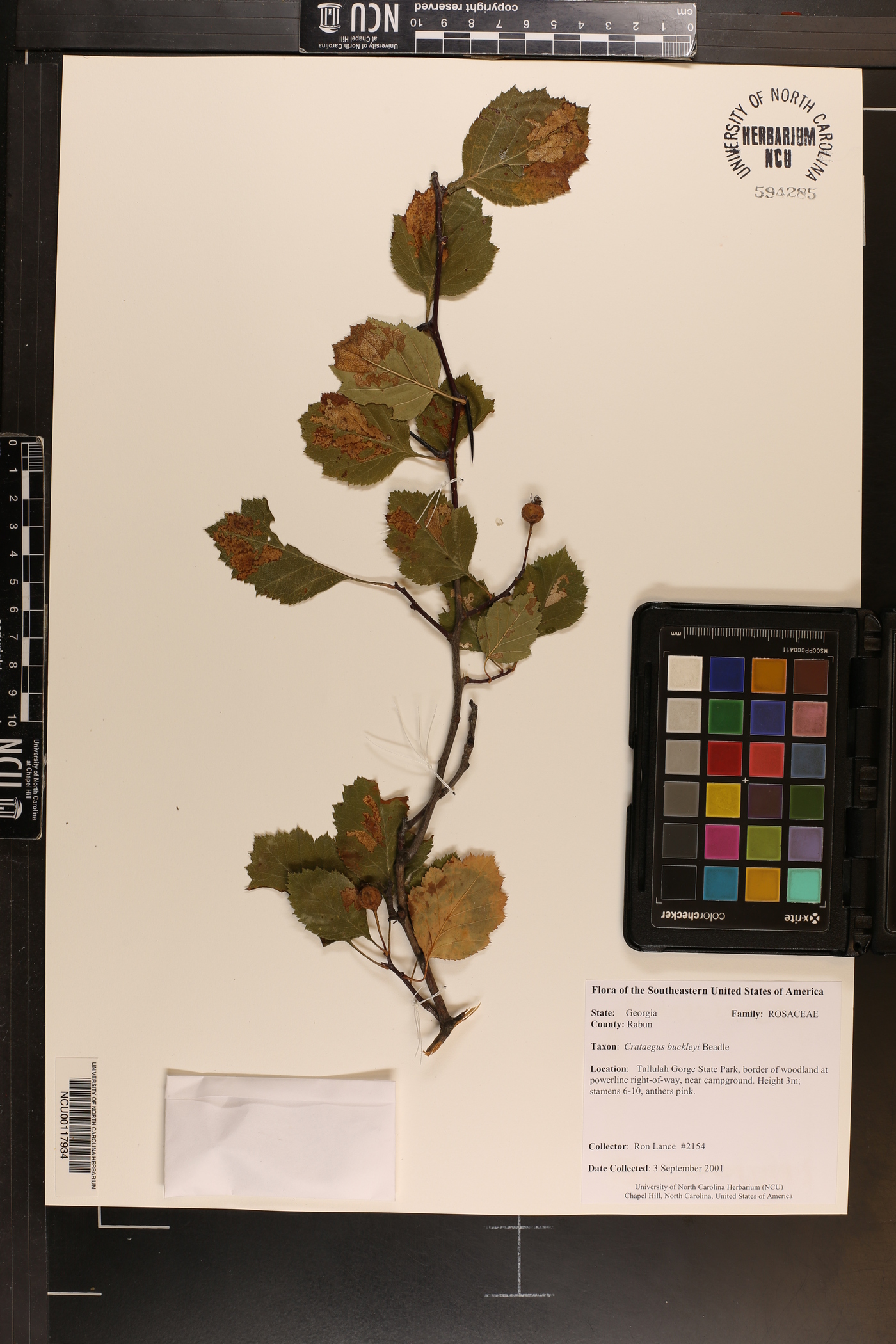 Crataegus buckleyi image