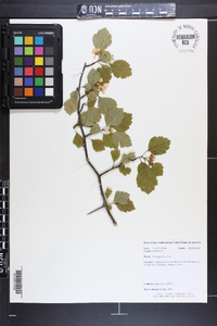 Crataegus boyntonii image