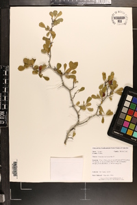 Crataegus lacrimata image