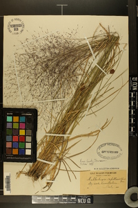 Melica mutica image