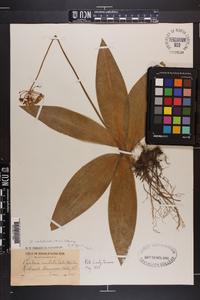 Clintonia umbellulata image