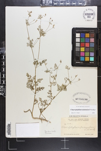 Chaerophyllum procumbens image