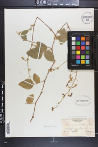 Desmodium ochroleucum image