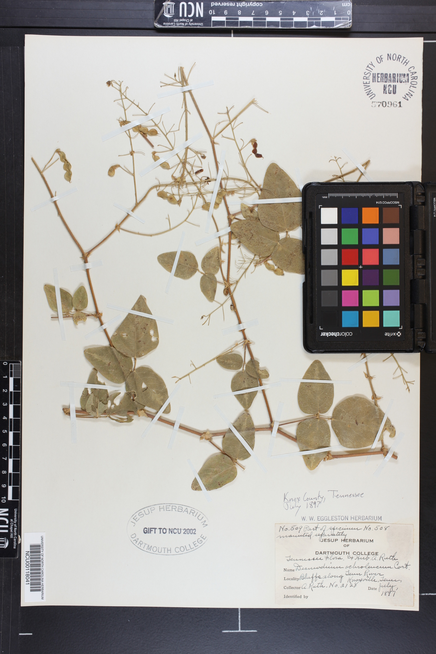 Desmodium ochroleucum image