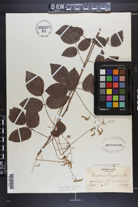 Desmodium laevigatum image