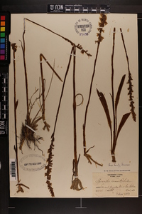 Spiranthes cernua image