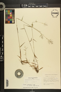 Dichanthelium acuminatum subsp. leucothrix image