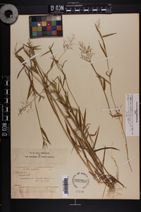 Dichanthelium acuminatum subsp. lindheimeri image