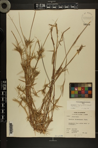 Dichanthelium acuminatum subsp. longiligulatum image