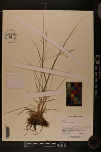 Calamagrostis cainii image