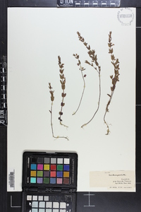 Scutellaria parvula image