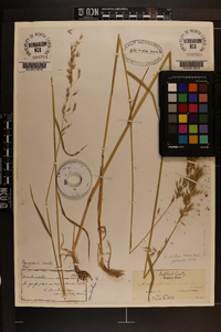 Arrhenatherum elatius image