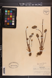 Jeffersonia diphylla image