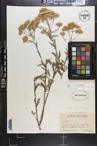 Brickellia eupatorioides image