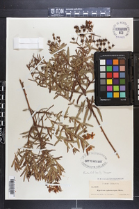 Hypericum sphaerocarpum image