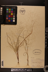 Eragrostis capillaris image