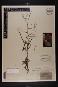 Campanula divaricata image