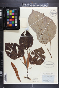 Tilia americana var. heterophylla image