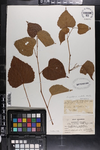 Ampelopsis cordata image