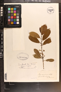 Ilex x attenuata image