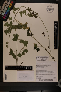 Phaseolus sinuatus image