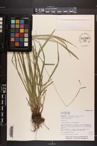 Carex oblita image