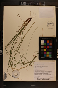 Carex complanata image