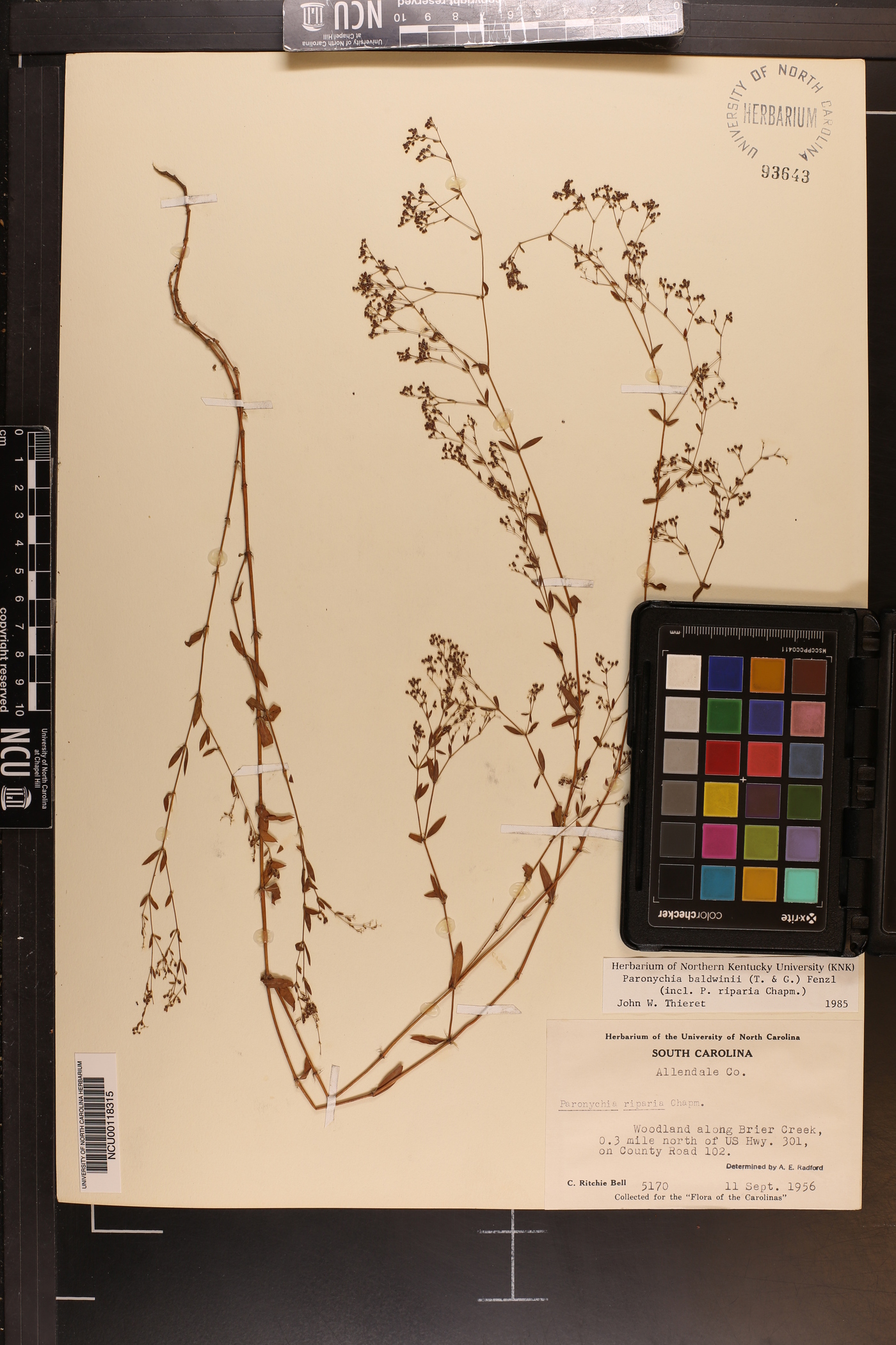 Paronychia riparia image