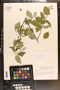 Amelanchier laevis image